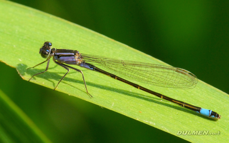 Common Bluetail (Female, Ischnura elegans)